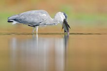 Graureiher (Ardea cinerea)