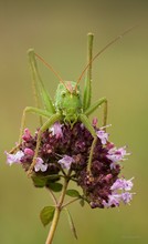 Tettigonia viridissima