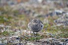 Meerstrandläufer (geändert von: Alpenstrandläufer)