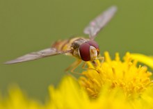 raphsody in yellow...