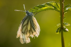 Leicht zerfetzter Kohlweissling