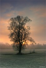 Baum im Sonnenaufgang