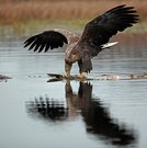 Seeadler beim Fressen 2