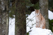 Luchs