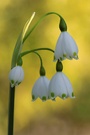 Sommerknotenblume (KD)