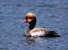 Kolbente (Netta rufina) - die Zweite