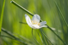 Anemone nemorosa ND