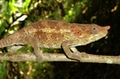 Cameleon auf Madagaskar (ND)