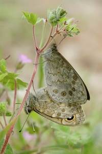 Mauerfuchs (Lasiommata megera)