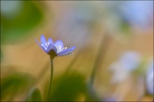 hepatica nobilis