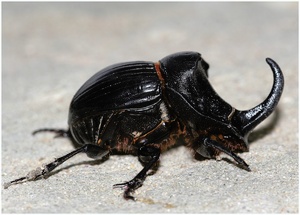 Mondhornkäfer (Copris hispanicus) ND