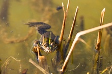 kleiner Wasserfrosch ND