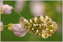 Aurorafalter (Anthocaris cardamines)