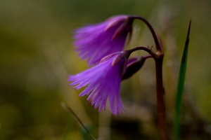 Soldanella (ND)