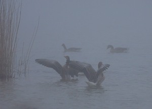 Gänse im Nebel