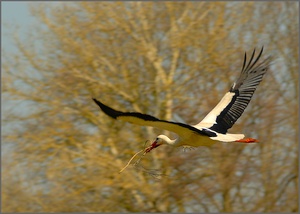 Heimflug ND