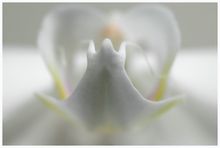 Orchidee