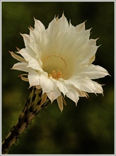 Echinopsis spachiana (Kakteee)