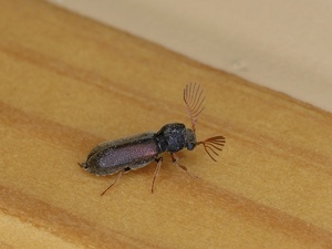 Gekämmter Nagekäfer (Ptilinus pectinicornis) (m)