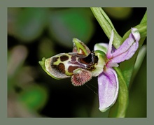 Ophrys picta ND