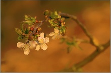 Kirschblüte