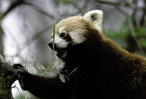 Kleiner Panda, ZO