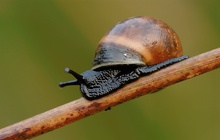 Schnecke