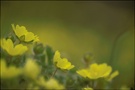 yellow-dream  ND