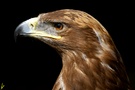 Steppenadler ZO