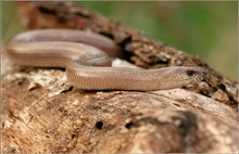 Blindschleiche(Anguis fragilis)