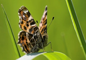 Landkärtchen in Frühlingswiese (ND)