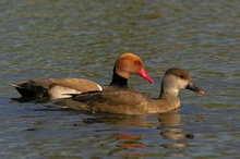 Kolbenenten (ND)