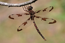 Prince Baskettail