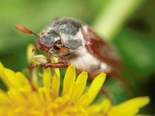 Maikäfer (Melolontha) ND