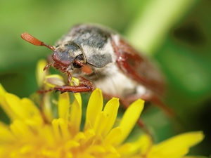 Maikäfer (Melolontha) ND