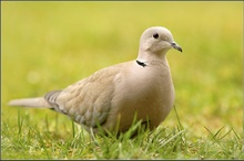 Türkentaube (Streptopelia decaocto)