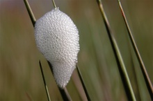 Wiesenschaumzikade - ND