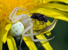 Krabbenspinne und Fliege, EBV