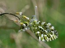 ND: Weibchen des Aurorafalters