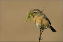 weibl. Schwarzkehlchen  *Saxicola torquata* [ND]