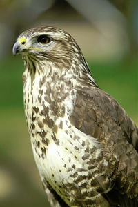 Bussard, ZO, EBV