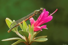 Die erste Libelle aus meinem Garten.