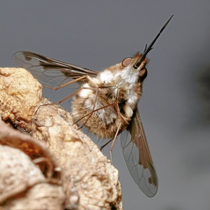 Großer Wollschweber (Bombylius major) ND + EBV