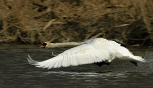 ND Höckerschwan