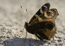 Tagpfauenauge auf einem Feldweg (ND)