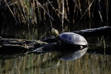 Europäische Sumpfschildkröte ND