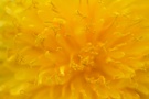 Löwenzahn ( Taraxacum officinale )