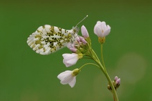 Aurorafalter (Anthocaris cardamines)