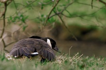 * Branta canadensis *