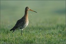 Uferschnepfe *Limosa limosa* [ND]